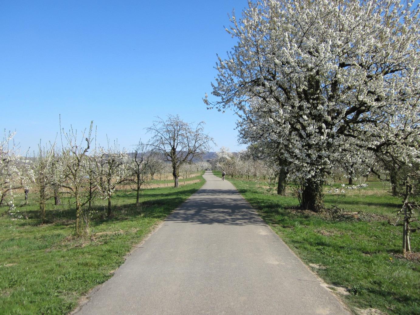 Apfel- und Kirschblüte am Kaiserstuhl